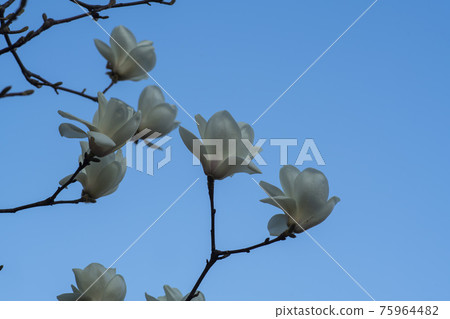 magnolia magnolia 75964482