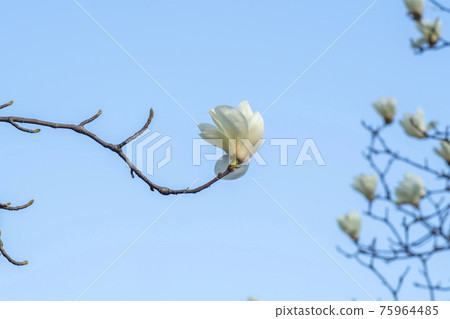 magnolia magnolia 75964485