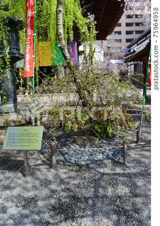 "Hesoishi" at Rokkakudo, Chohoji Temple, Kyoto Shiun 75964958