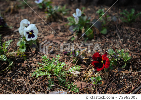 Pansies blooming in the sunlight through the trees 75965005