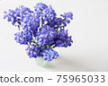 Muscari 75965033
