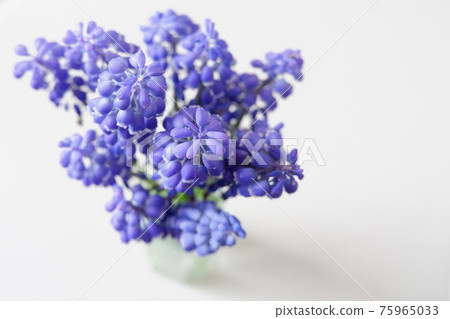 Muscari Muscari 75965033
