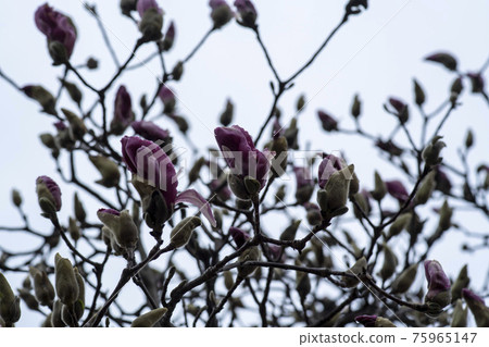 Slaughterhouse Slaughterhouse 75965147