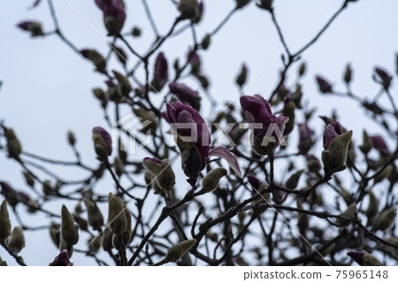 Slaughterhouse Slaughterhouse 75965148