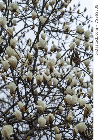 magnolia magnolia 75965539