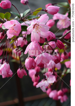春紅花海棠 (Malus halliana) 春紅花海棠 (Malus halliana) 75965646