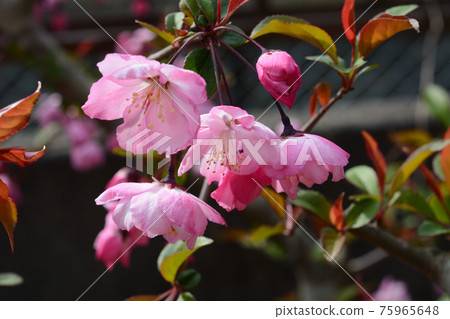 春紅花海棠 (Malus halliana) 春紅花海棠 (Malus halliana) 75965648