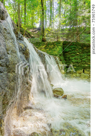 Small waterfall of a wild stream on a sunny summer day. Clear water of a creek in a beech forest  flows over an old dam, built as torrent control. The stone blocks are overgrown with green moss. Photo 75965749