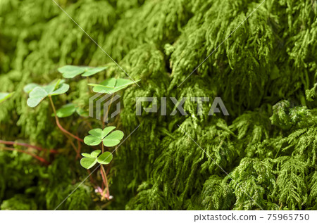 Common wood sorrel and green moss on a forest floor, on a sunny summer day. Oxalis acetosella, sometimes referred to a shamrock and given as a gift on St. Patricks Day. Close-up, macro photo. 75965750