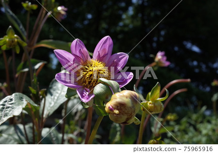 Dahlia (light purple) Dahlia (light purple) 75965916