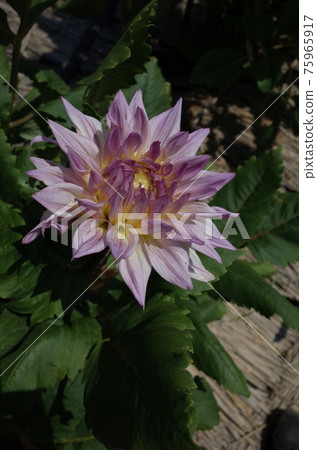 Dahlia (light purple) Dahlia (light purple) 75965917