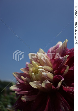 Dahlia (light purple) 75965918