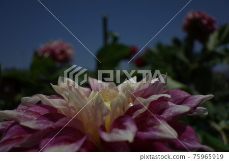 大麗花(淺紫色) 大麗花(淺紫色) 75965919