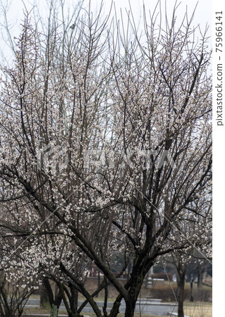 Plum Plum 75966141