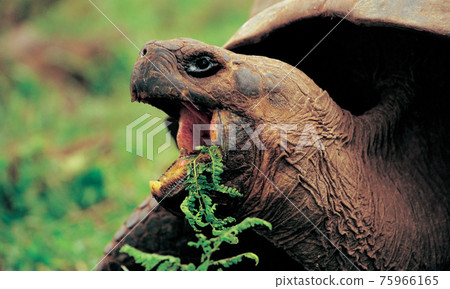 吃草的加拉帕戈斯陸龜 75966165