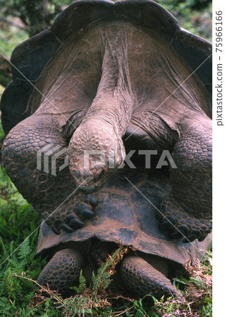 加拉帕戈斯巨龜 75966166
