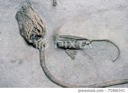 The fossil of the Umi lily The fossil of the Umi lily 75966341