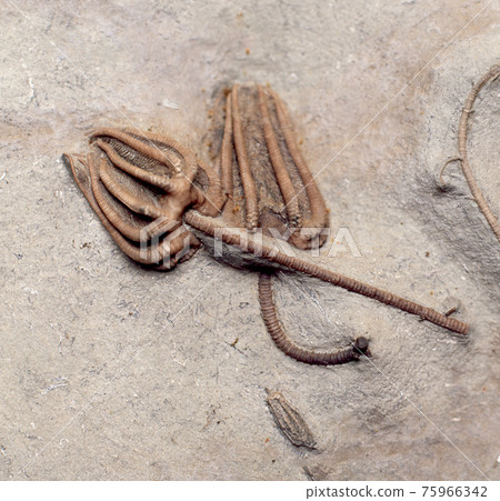 The fossil of the Umi lily The fossil of the Umi lily 75966342