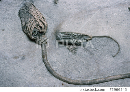 The fossil of the Umi lily The fossil of the Umi lily 75966343