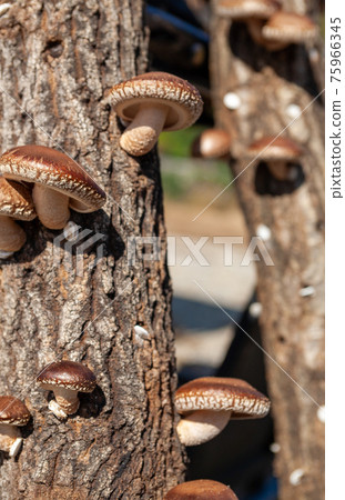 Shiitake mushrooms 75966345
