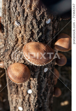 Shiitake mushrooms Shiitake mushrooms 75966347