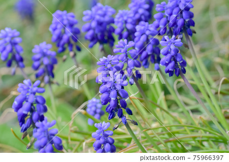 Muscari Muscari 75966397
