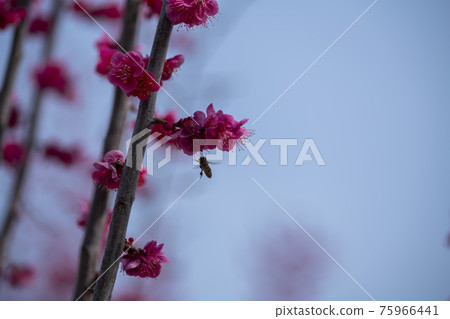 紅醪 75966441