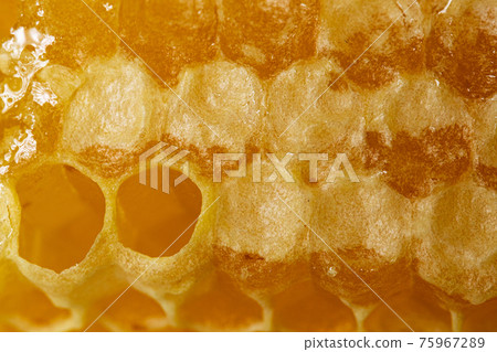 Texture background of sealed honeycomb from bee hive Texture background of sealed honeycomb from bee hive 75967289