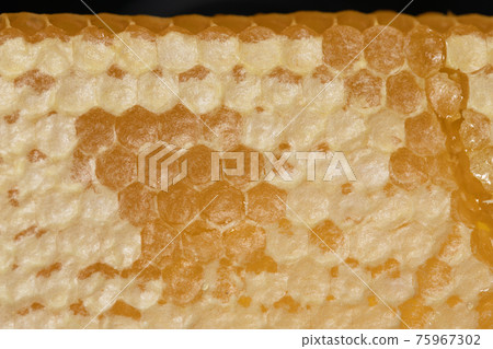 background of sealed honeycomb from bee hive background of sealed honeycomb from bee hive 75967302