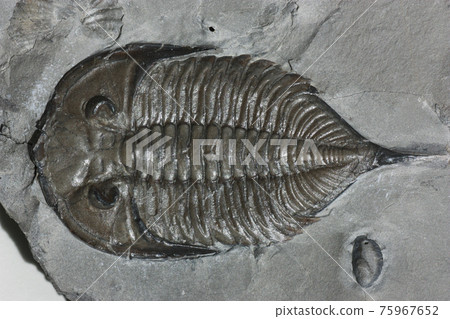 三葉蟲化石 75967652