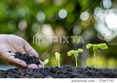 Farmers' hands are planting seedlings on the ground, including a blurred green nature backdrop, forestry concepts and environmental protection. Farmers' hands are planting seedlings on the ground, including a blurred green nature backdrop, forestry concepts and environmental protection. 75967745