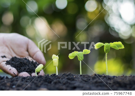 Farmers' hands are planting seedlings on the ground, including a blurred green nature backdrop, forestry concepts and environmental protection. Farmers' hands are planting seedlings on the ground, including a blurred green nature backdrop, forestry concepts and environmental protection. 75967748