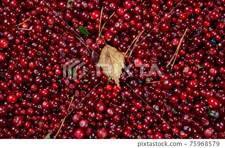 Cowberry cranberry texture 75968579
