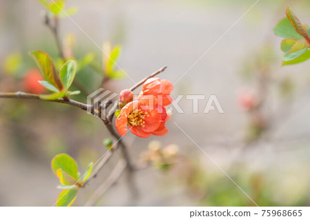 Vermilion quince flower 75968665