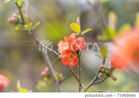 Vermilion quince flower 75968666