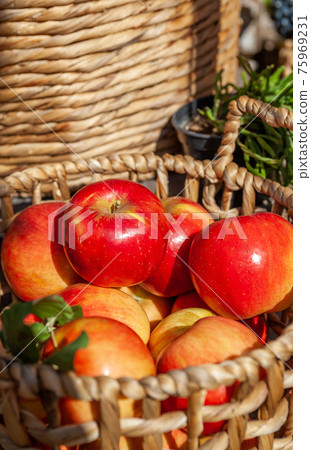 Apple Apple 75969231
