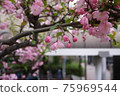 Sakura in the city 75969544