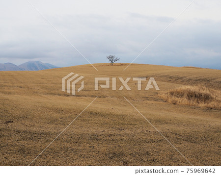 Aso North Paddle Wheel Milk Road Scenery One tree in a dead meadow Nishiyunoura, Aso City, Kumamoto Prefecture Aso North Paddle Wheel Milk Road Scenery One tree in a dead meadow Nishiyunoura, Aso City, Kumamoto Prefecture 75969642