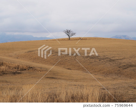 Aso North Paddle Wheel Milk Road Scenery One tree in a dead meadow Nishiyunoura, Aso City, Kumamoto Prefecture Aso North Paddle Wheel Milk Road Scenery One tree in a dead meadow Nishiyunoura, Aso City, Kumamoto Prefecture 75969644