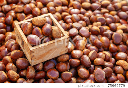 栗子收穫 75969779