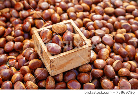 栗子收穫 75969780