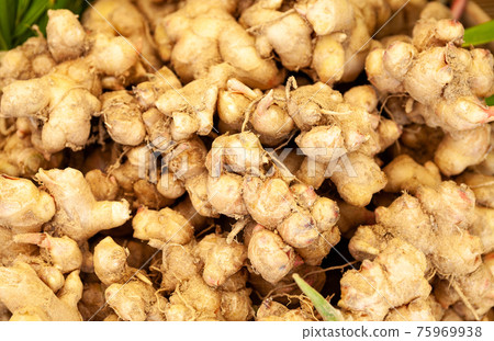 ginger ginger 75969938