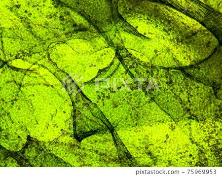 海藻的顯微照片 海藻的顯微照片 75969953