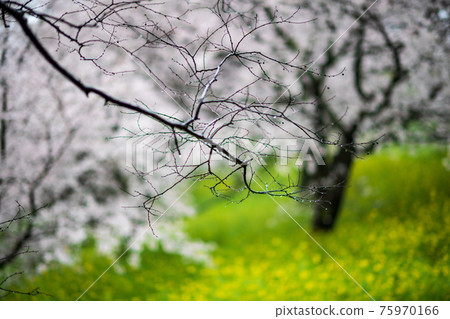 吉野櫻花樹和雨後的油菜花的風景 吉野櫻花樹和雨後的油菜花的風景 75970166