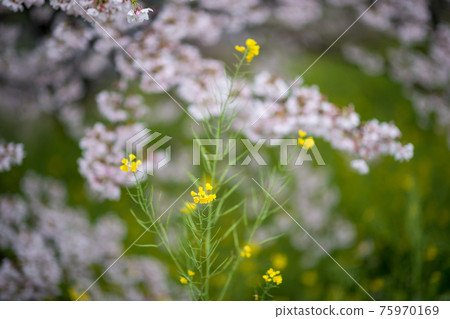 吉野櫻花樹和雨後的油菜花的風景 吉野櫻花樹和雨後的油菜花的風景 75970169