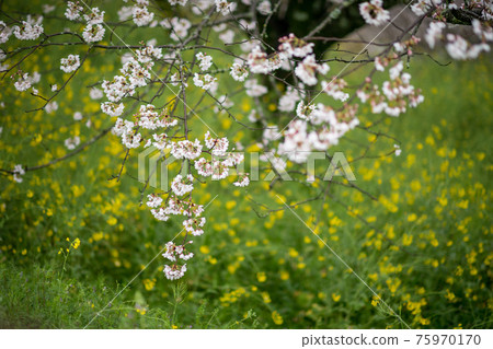 吉野櫻花樹和雨後的油菜花的風景 吉野櫻花樹和雨後的油菜花的風景 75970170