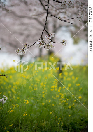 吉野櫻花樹和雨後的油菜花的風景 75970184