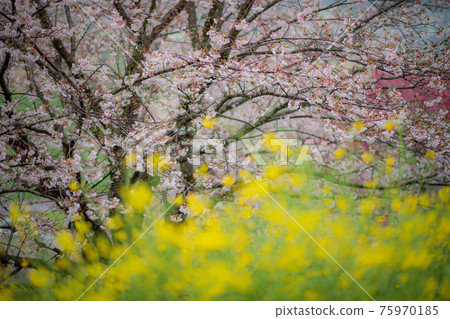吉野櫻花樹和雨後的油菜花的風景 75970185