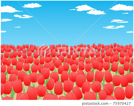 Red tulip field and blue sky with clouds Red tulip field and blue sky with clouds 75970427