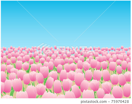 Pink tulip fields and clear sky Pink tulip fields and clear sky 75970428